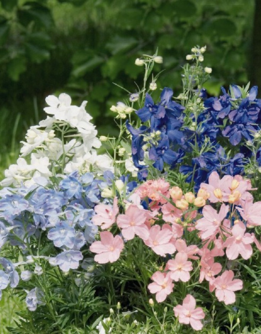 델피니움 썸머칼라즈 꽃씨앗 20립 혼합색상 (흰색,하늘색,파란색)